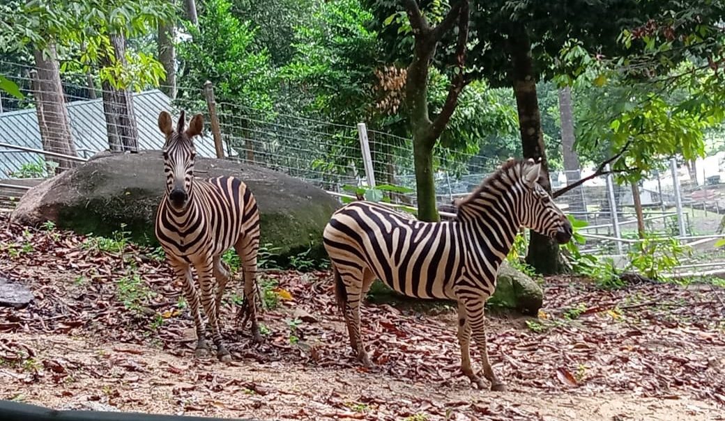 zebra1
